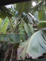 Bananen am Wege