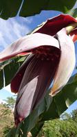 Bananenstaudenblüte