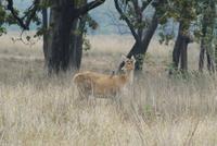 Barasingha Hirsch