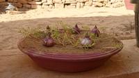 Blumenzucht in Jaisalmer
