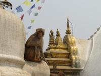 Boudhanath Stupa 
