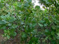 Cashew-Baum