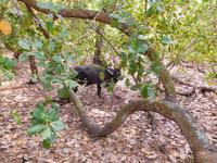 Cashew-Baum