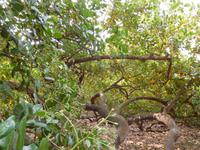 Cashew-Baum