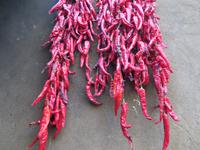 Chilli