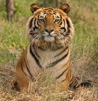 Der Traum eines jeden Indienreisenden, einmal einen Tiger sehen, Ranthambhore Nationalpark