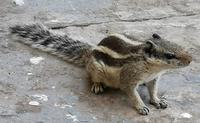Die frechen Streifenhörnchen hüpfen überall herum und suchen Futter