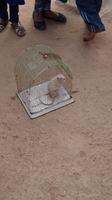 Die weiße Ratte in Khejrala