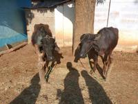 Dorfleben in Indien