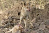 Ein Schakal hat Beute gemacht, Bandhavgarh Nationalpark, Foto von Anika