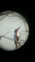 Eisvogel im Keoladeo National Park