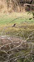Eisvogel im Keoladeo Nationalpark