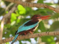 Eisvogel in Delhi