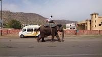 Elefant geht nach Hause