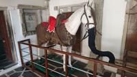 Elefantenpferd in Udaipur