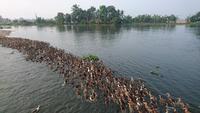 Entenschwarm am Morgen auf den Backwaters