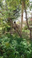 Entspannter Affe im Baum nahe des Jain-Tempel Adinatha in Ranakpur