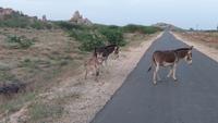 Esel auf der Rückfahrt nach Fort Khejrala