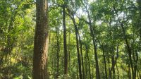 Fahrt nach Sikkim ,  durch den Wald