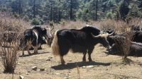 Fahrt zum Chelela - Pass , Yak Herde