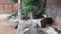 Familie Pfau gibt sich die Ehre in der Tempelanlage von Tanjore
