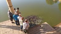 Fischfütterung am heiligen See in Jaisalmer
