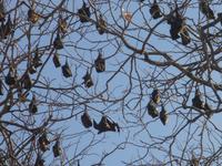 Flughunde am Baum