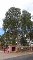 Flughunde am Baum