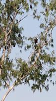 Flughunde im Baum