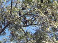 Flughunde-Baum im Aravalli-Gebirge
