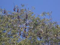 Flughunde-Baum im Aravalli-Gebirge