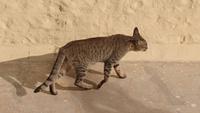 Fort-Khejarla-Katze