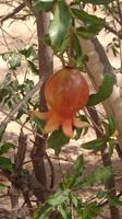 Granatapfel