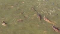 Heilige Fische in Jaisalmer
