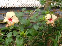 Hibiskusblüten