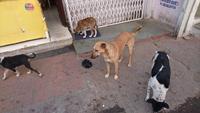 Hunde-Gang