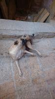 Hundekampf in Jaisalmer