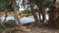 Im Keoladeo Nationalpark