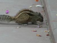 Indien, Delhi, Streifenhörnchen im Mahatma Ghandi Park