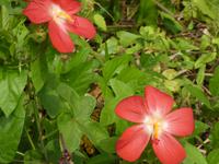 Indien, Kerala
