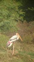 Interessante Einblicke im Keoladeo National Park