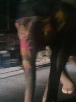Jaipur by night (7)