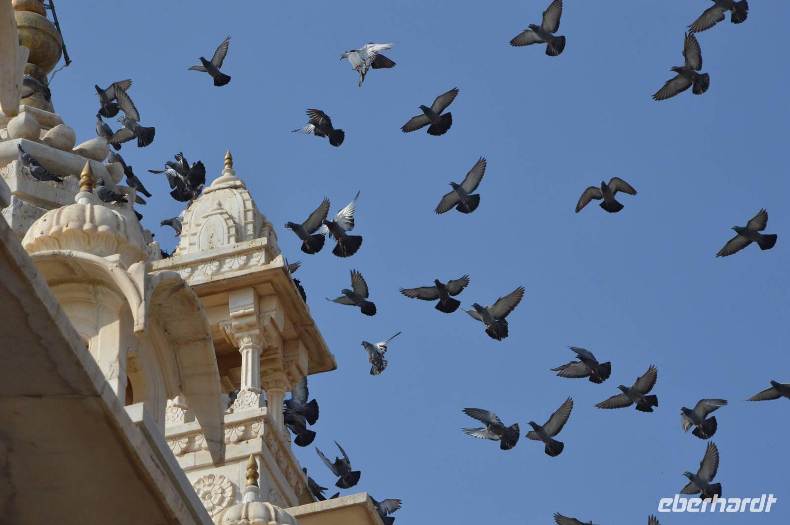 Jodhpur1 (2)