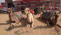 Kamele in Pushkar