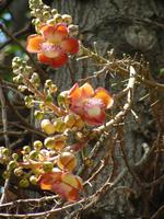 Kanonenkugelbaum