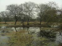 Keoladeo Nationalpark
