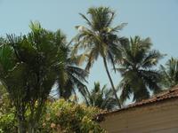 Kokospalmen