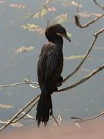 Komoran in Kanha