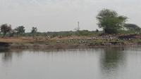 Kraniche