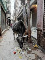 Kuh in der Altstadt von Varanasi